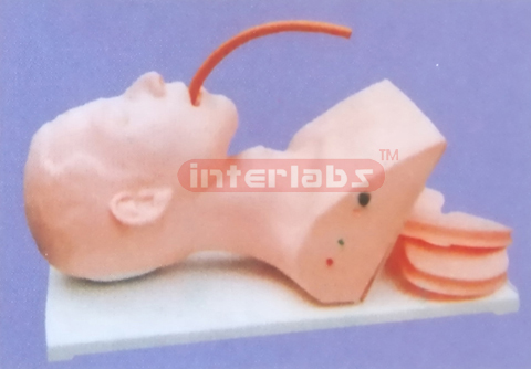 ADULT TRACHEA INTUBATION HEAD